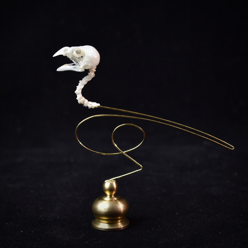 Art Craft Museum - 2111 ブティック エシカルバードスカルアート彫刻 銅製アクセント付き 自然史展示品 手作り樹脂工芸品